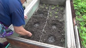 сажаем китайские огурцы Chinese cucumber planting
