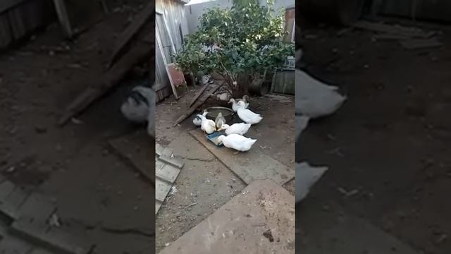 Когда нам говорят, что корм едят без аппетита... Данный корм для ОТКОРМА - за короткий срок времени смотреть онлайн