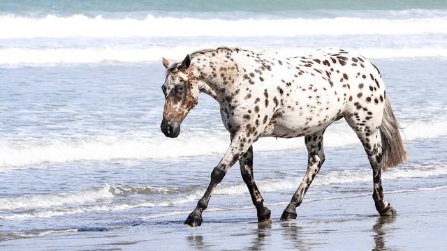 Appaloosa Horses: Breed Profile, Facts And Care