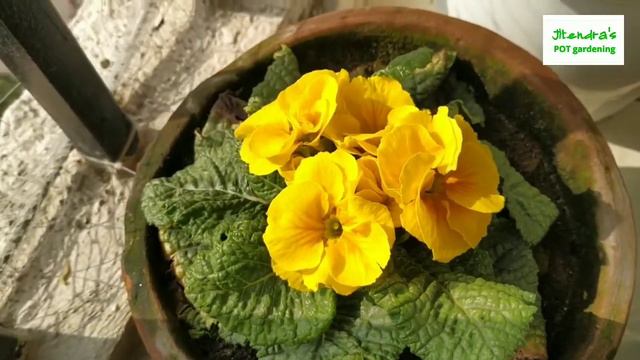 Primrose Plant की देखभाल, How to grow and care Primrose Plant, Soil for Primrose - complete guide смотреть онлайн
