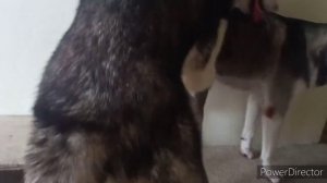 Dog Mating || Pure Siberian Husky || Semi Wooly | Dow muñoz Official