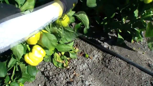 Ранний кубовидный перец Дельфин F1 смотреть онлайн