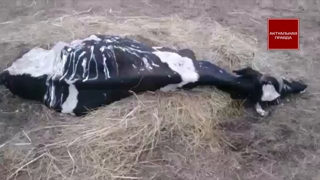 Катастрофа: тонна опасного Нурал Д компании Syngenta попали в реку Рось, рыба погибла смотреть онлайн