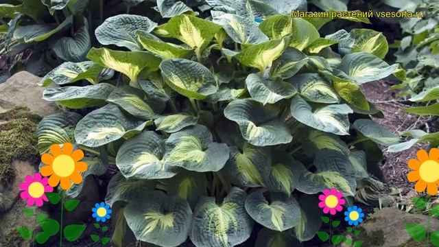 Хоста гибридная Дрим Вивер. Краткий обзор, описание характеристик hosta hybrida Dream Weaver смотреть онлайн