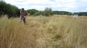 Косим траву косой ручной.Как косить траву ручной косой видео.На просторах родной природы
