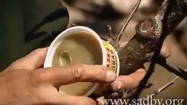Замазка ран деревьев. Погрызли зайцы, что делать? Уроки Николая Рабушко. смотреть онлайн