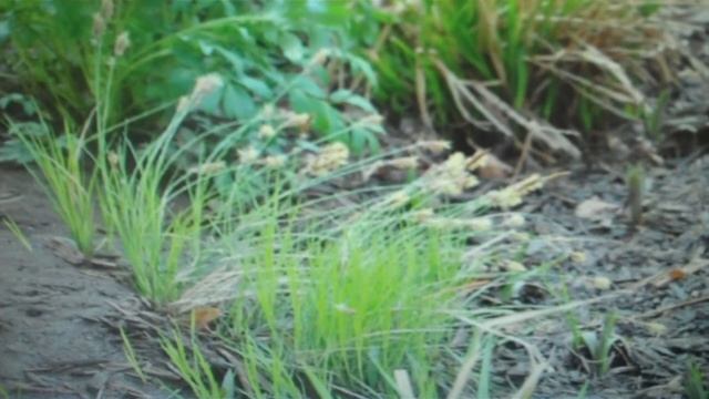 Carex Pennsylvanica For Sale