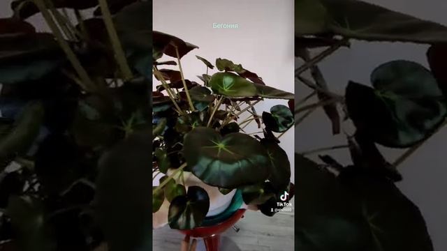 Бегония смотреть онлайн