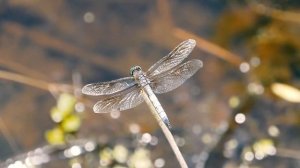 Как звучит стрекоза [Звуки природы] - Насекомышки