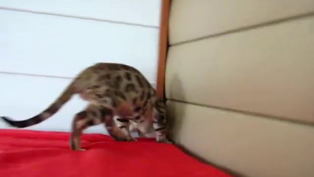 Бенгальский малыш смотреть онлайн