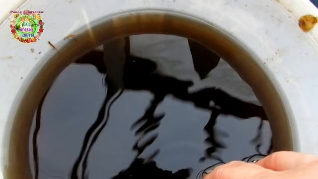 Первый особый полив перца и баклажанов. Фотоспорин-М защищает рассаду от заболеваний смотреть онлайн