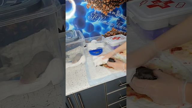 27.05.21г.🔥💥АМЕРИКАНСКИЙ БУЛЛИ💥🔥 (MonMarBully Francisca) смотреть онлайн