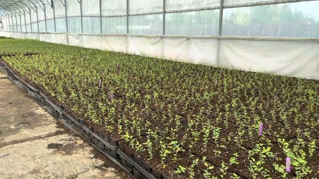 Результаты зелёного черенкования спирей смотреть онлайн