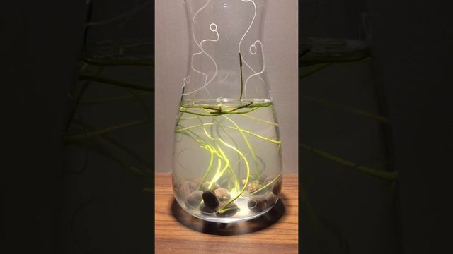 Mini Lotus Seed Growing Timelapse Vlog - 23 Days смотреть онлайн