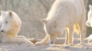 ЖИВОТНЫЕ СЕВЕРНОГО ПОЛЮСА \ СЕВЕРНЫЕ ЖИВОТНЫЕ \ УЧИМ ЗВУКИ ЖИВОТНЫХ \ РАЗВИВАЮЩЕЕ ВИДЕО ДЛЯ ДЕТЕЙ