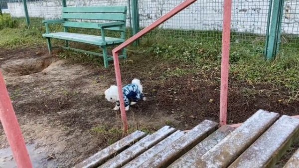 КОРОЧЕ ГОВОРЯ, ПЕРВЫЙ ДЕНЬ В ШКОЛЕ СОБАК ЩЕНКА БИЛЛИ! ПЁС ПОЛУЧИЛ ДВОЙКУ