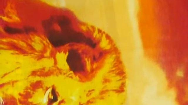 Постельное белье ранфорс Львы