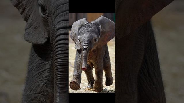 Маленькие СЛОНЯТА - милые создания. смотреть онлайн