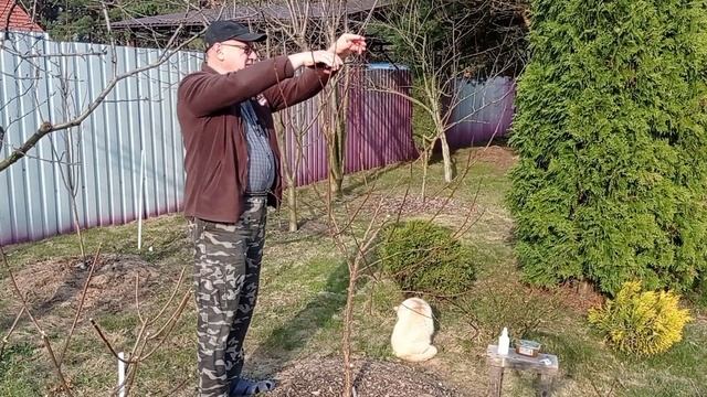 Обрезка абрикоса весной. смотреть онлайн