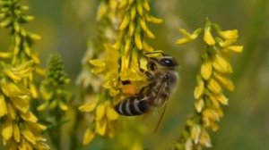 Донник желтый как медонос