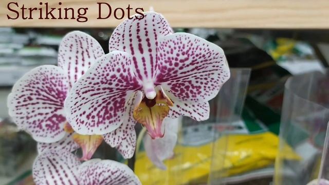 Обзор орхидей 28 апреля 2021 Леруа Мерлен Воронеж (Сити Град) смотреть онлайн