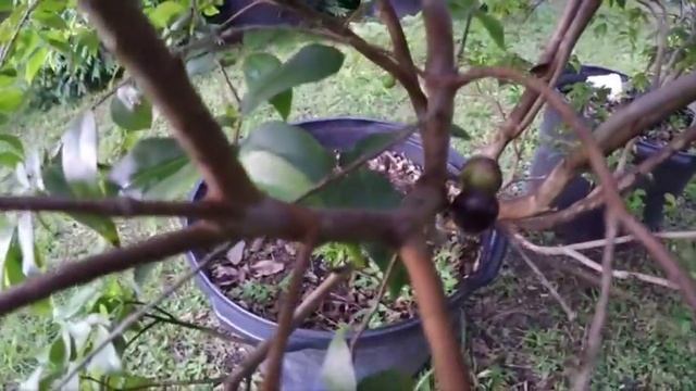 Jaboticaba fruit смотреть онлайн