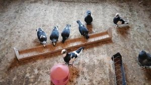 ГОЛУБИ АДАНА турецкие пикирующие голуби, в гостях у Сергея часть 3-я. #мирбойныхголубей##pigeon#