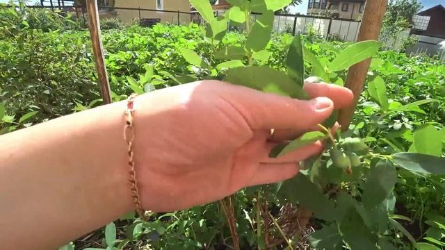 Строительные Сюрпризы