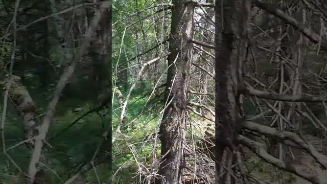 Челябинская область, Саткинский район. У скал на хребте Буландиха. #цветок_на_вершине