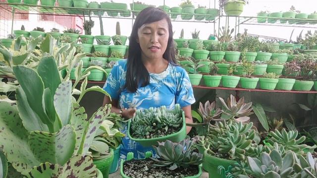 10 BEST SUCCULENT FOR BEGINNERS WITH NAMES + TAMANG PAG-AALAGA SA KANILA смотреть онлайн