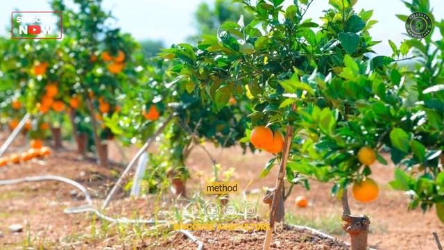 Orange Farming: Tips for Successful Cultivation смотреть онлайн