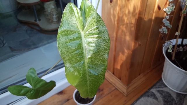 Комнатные Растения. Филодендрон Параизо Верде. Уход смотреть онлайн