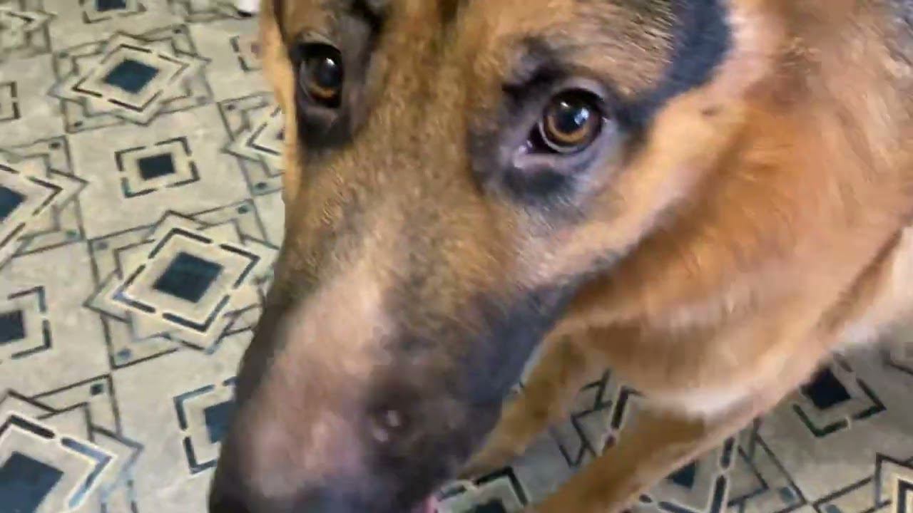 Мы завели вторую овчарку! Багира добро пожаловать домой!