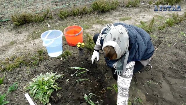 как посадить подснежник дома посадка выращивание подснежника огород сад розарий цветник смотреть онлайн
