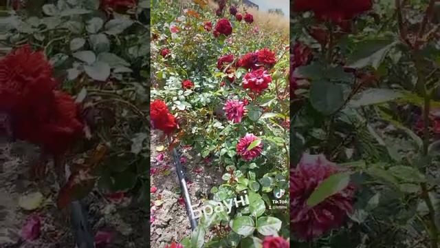 Плетиста троянда Брауні смотреть онлайн