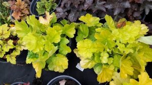 Гейхеры, обзор сортов.