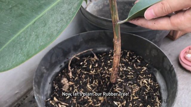 Propagating Rubber Tree from Cuttings 🌱 Propagating Ficus elastica ☘️ Memperbanyak Karet Kebo смотреть онлайн