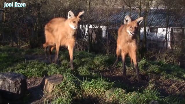 Хитрый и находчивый хищник! Гуара или Гривистый волк. Самый странный волк. Ноги Оленя, Повадки Лисы смотреть онлайн