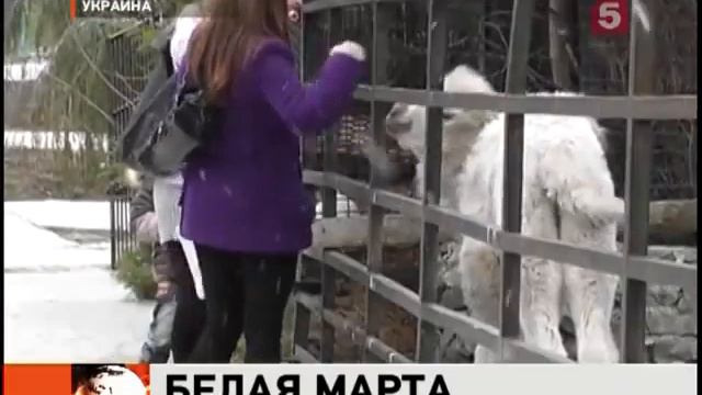 Верблюжонок Марта из Ялтинского зоопарка смотреть онлайн