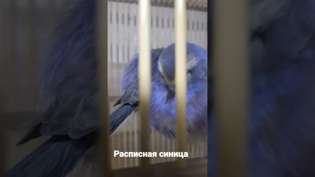 расписная синица смотреть онлайн