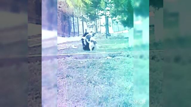 Бой сабак смотреть онлайн