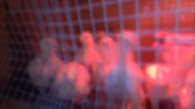 Выращиваем бройлеров/в домашних условиях/на даче ч.3 смотреть онлайн