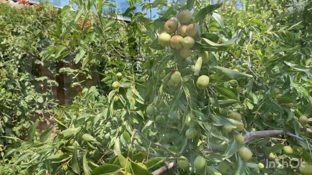 Купили дом на юге—-отмостка??