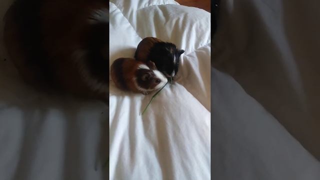 Морские свинки кушают травку 3 смотреть онлайн