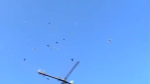 голуби летят над нашей зоной