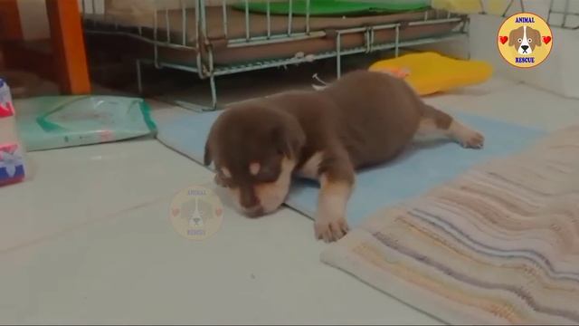 Tears of A Tiny 1 Day Old Puppy Abandoned on The Street And The Emotional Story Behind смотреть онлайн