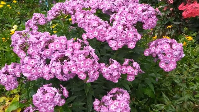 Мучнистая роса на флоксах. Что делать, если все кусты покрыты мучнистой росой. смотреть онлайн