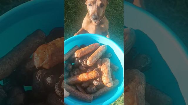 доберман пинчер  шоу класса 😎