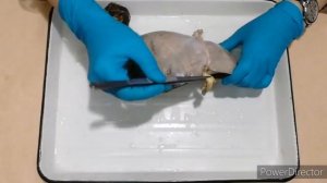 Топография и строение печени