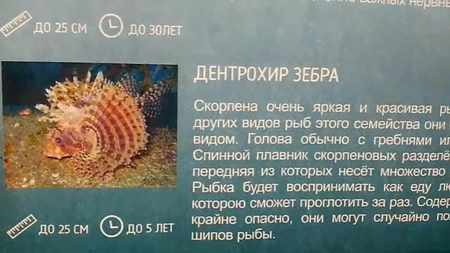 Новосибирский дельфинарий ДЕЛЬФИНИЯ. Dolphinarium in Novosibirsk (Dolphin). смотреть онлайн